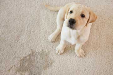 DIY remove pet urine carpet odor
